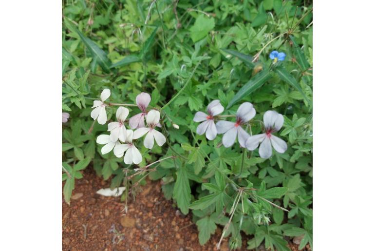 Pelargonium quinquelobatum 19796