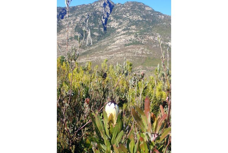Protea neriifolia 'Limelight' 19798