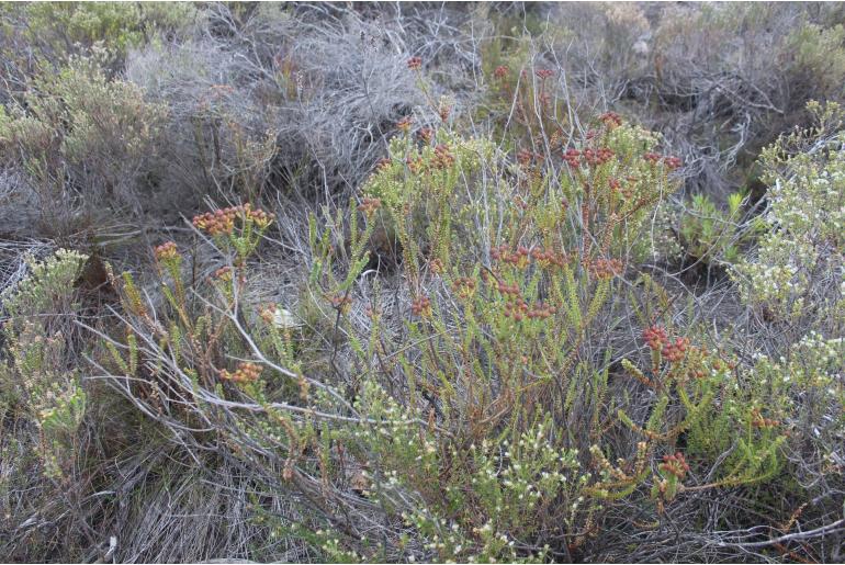 Berzelia cordifolia&nbsp;19807