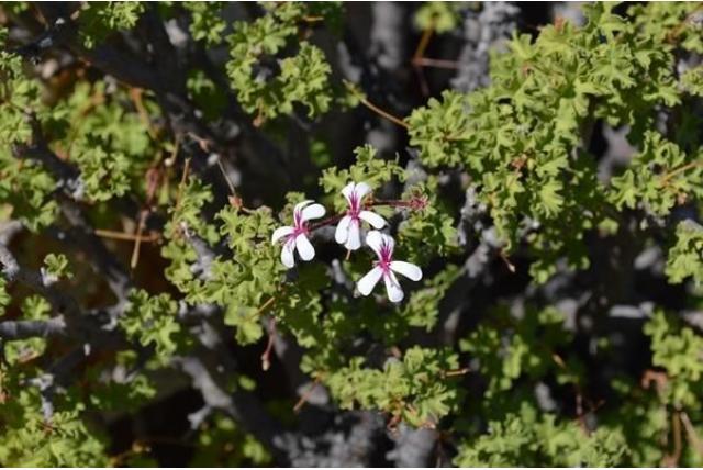Woestijn Pelargonium
