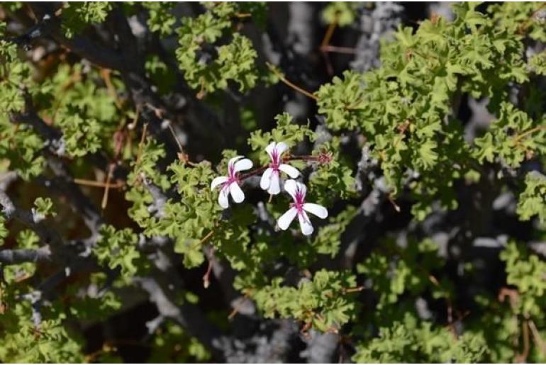 Pelargonium desertorum 19836
