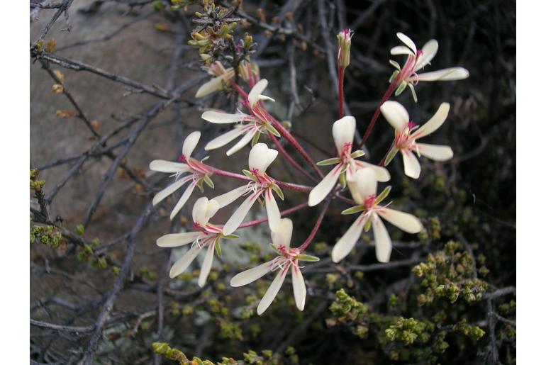 Pelargonium fumariifolium 19837