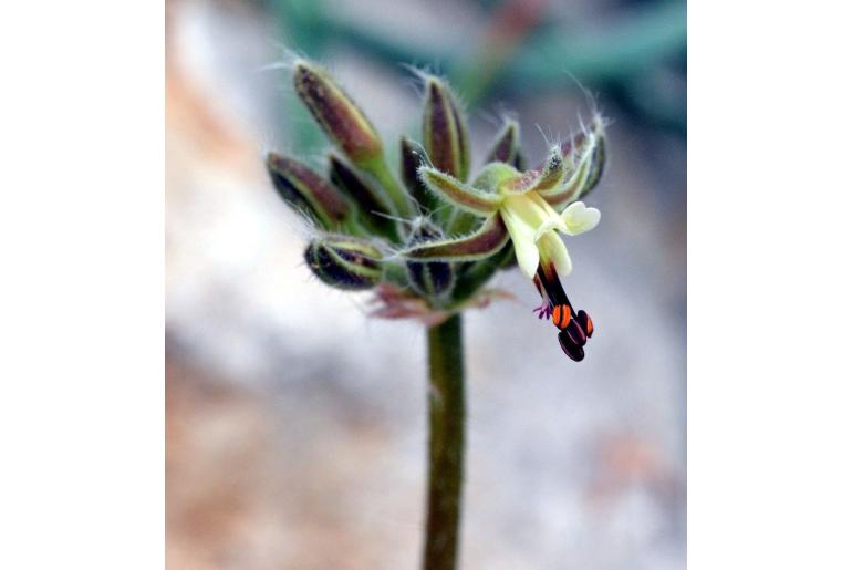 Pelargonium githagineum 19842