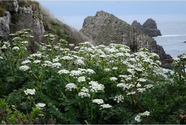 Anisotome lyallii 19862