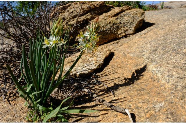 Inteelt Albuca