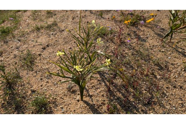Schlechter's moraea