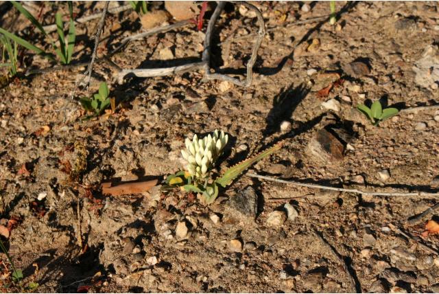 Zuilvormige codonorhiza