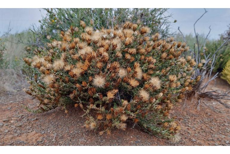 Pteronia sordida 19900