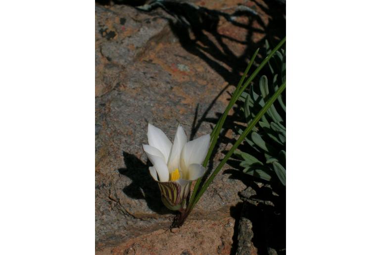 Romulea maculata 19901