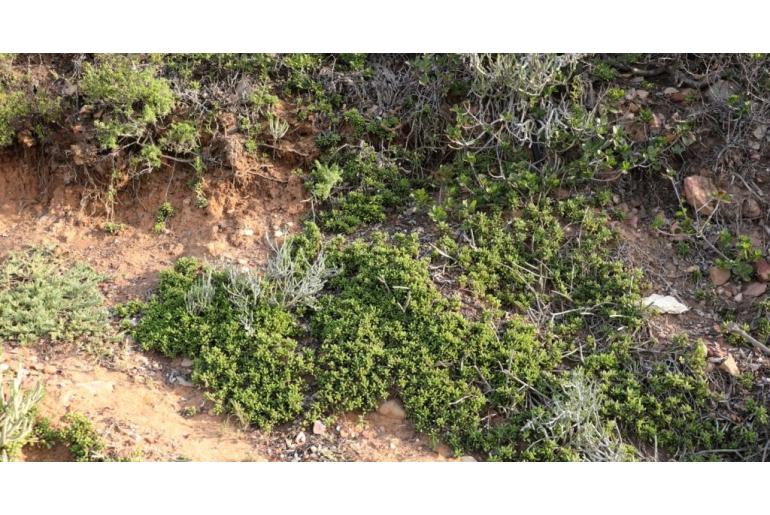 Senecio abbreviatus -19902