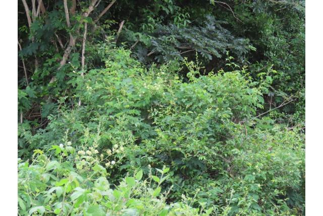 Acacia kruipende ribben