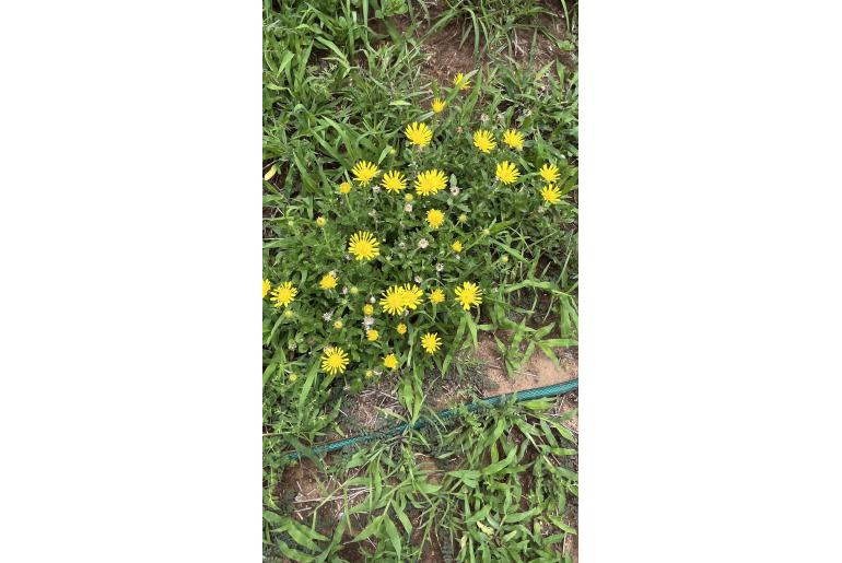 Roessleria bechuanensis&nbsp;19912