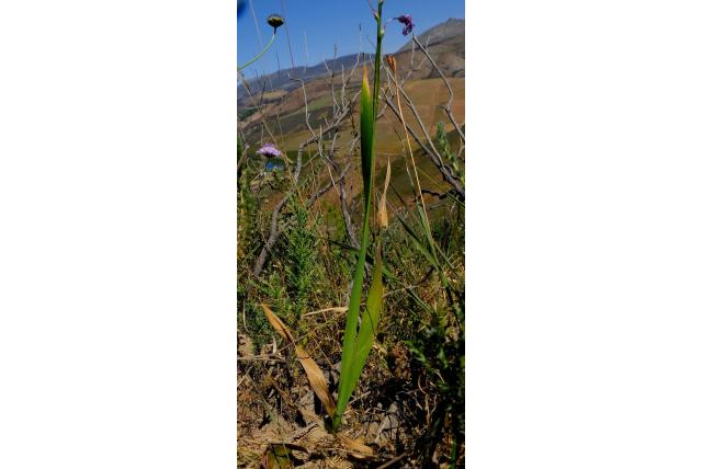 Helms avondbloem Helms avondbloem