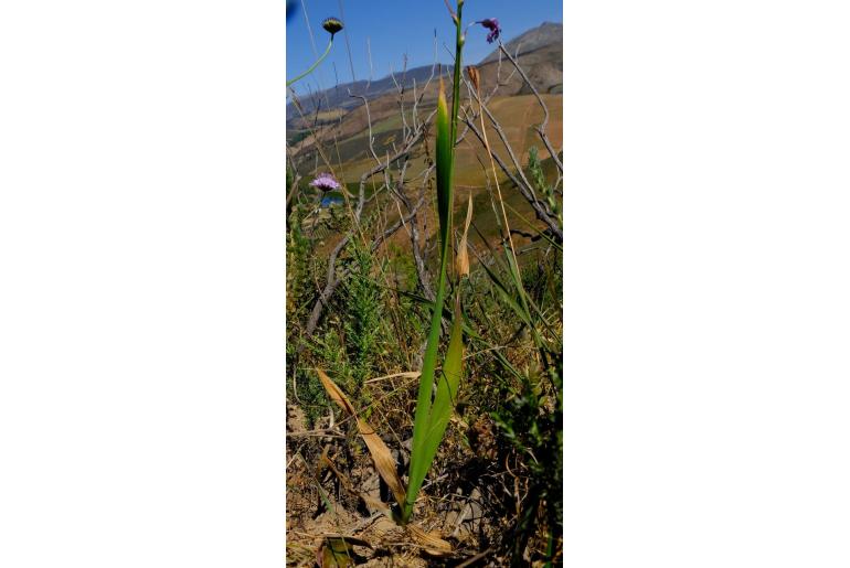 Ixia helmei 19913