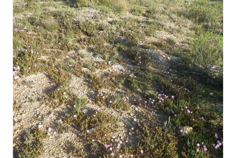 Lampranthus debilis 19915