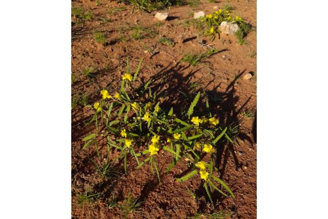 Varenblad corchorus