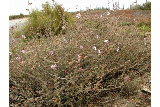 Ruens malva