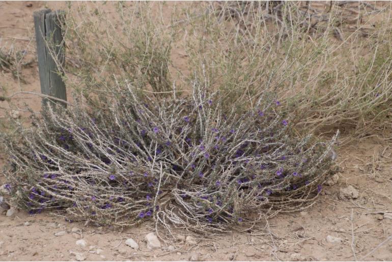 Aptosimum marlothii -19927