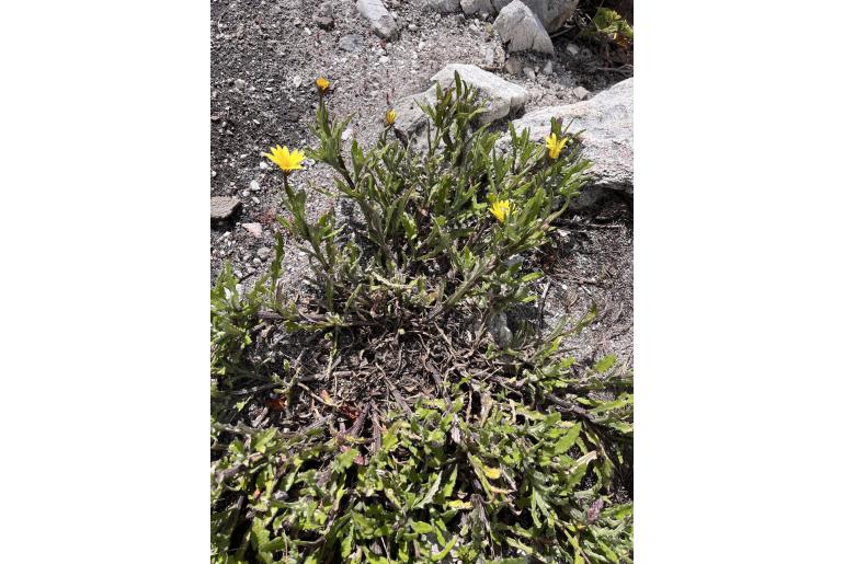 Arctotis scabra -19930
