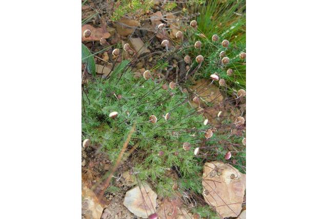 Cenia blad cotula