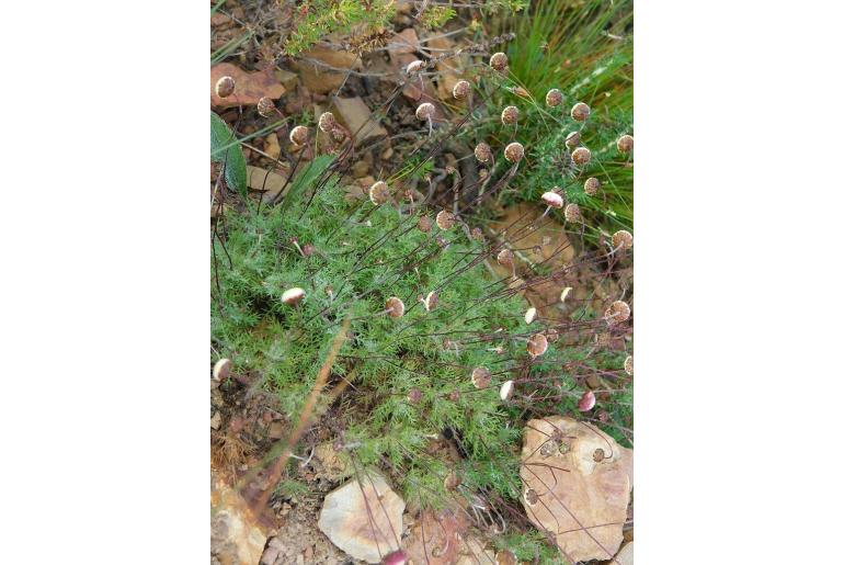 Cotula ceniifolia 19936