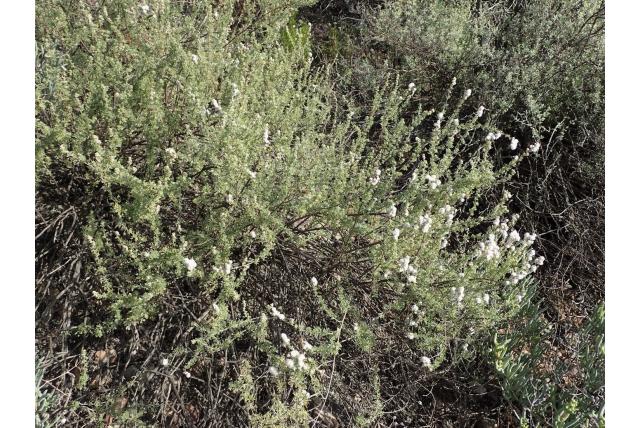 Kleinbloemige wilde rozemarijn Kleinbloemige wilde rozemarijn