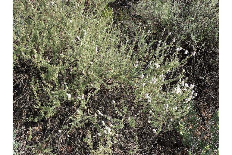 Eriocephalus capitellatus 19941