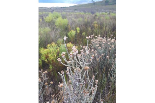 Gestreept blad Rooiblombos Gestreept blad Rooiblombos