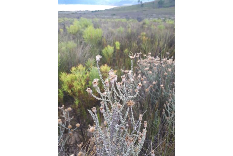Lachnospermum fasciculatum 19943