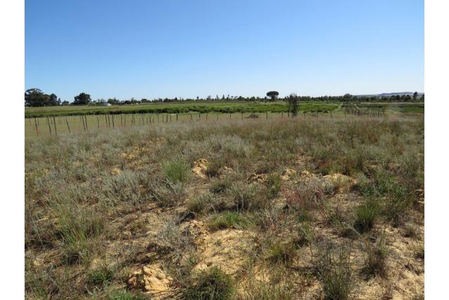 Leyserie lijkend op een Gnaphalium Leyserie lijkend op een Gnaphalium