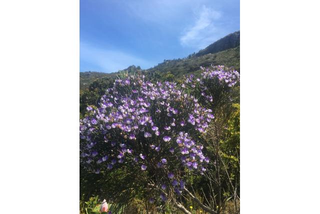 Volle psoralea
