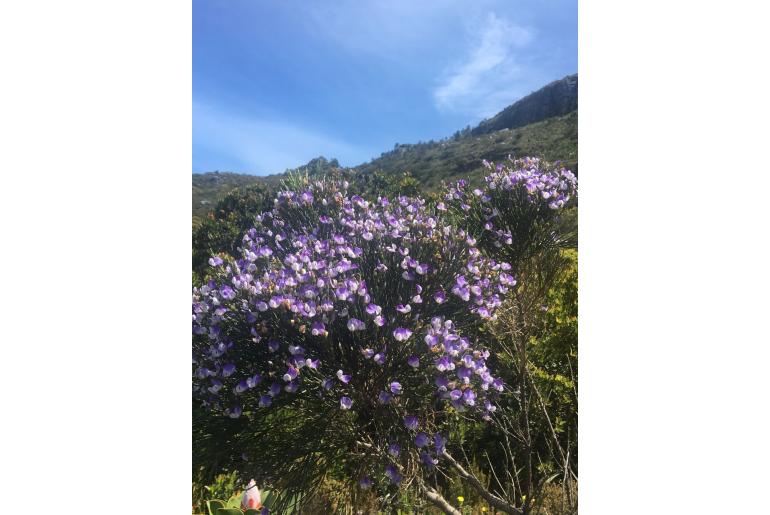 Psoralea congesta -19950