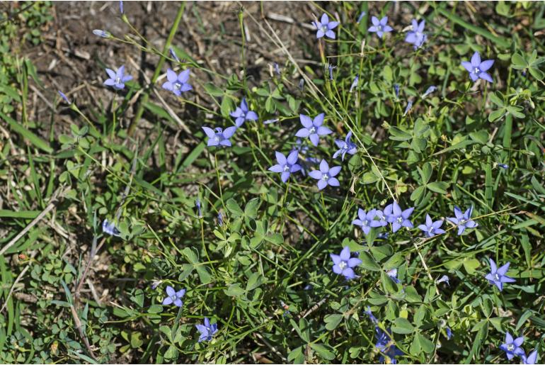 Wahlenbergia gracilis 19967