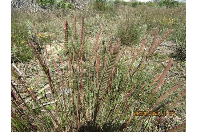 Onbekende Tribolium