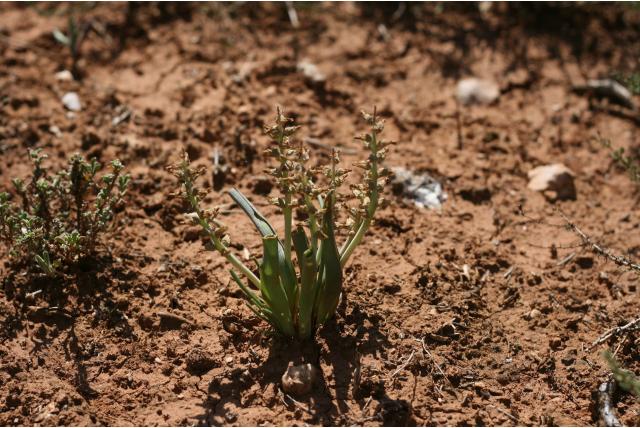 Bowker's lachenalia