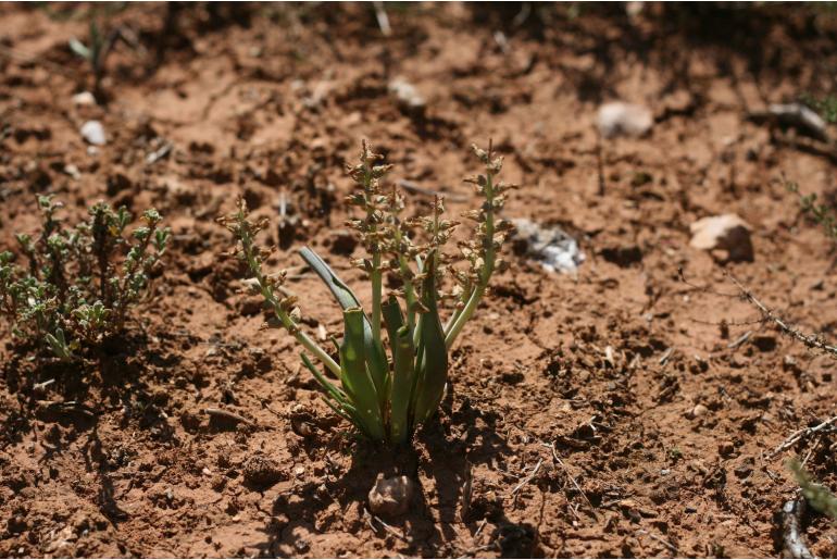 Lachenalia bowkeri -19978