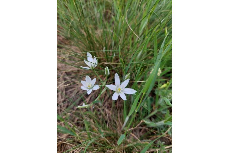 Ornithogalum orthophyllum ssp acuminatum 19979