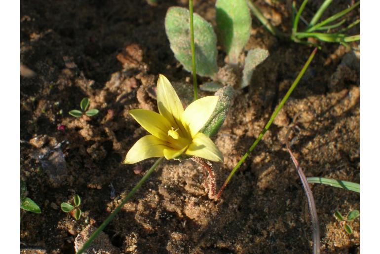 Romulea eburnea 19980
