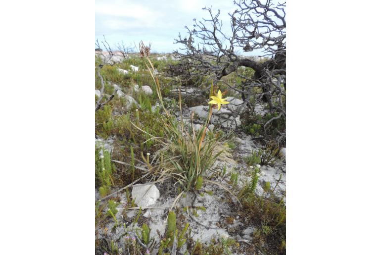 Bobartia gladiata ssp major -19982