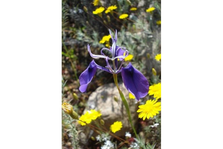 Moraea regalis 19989