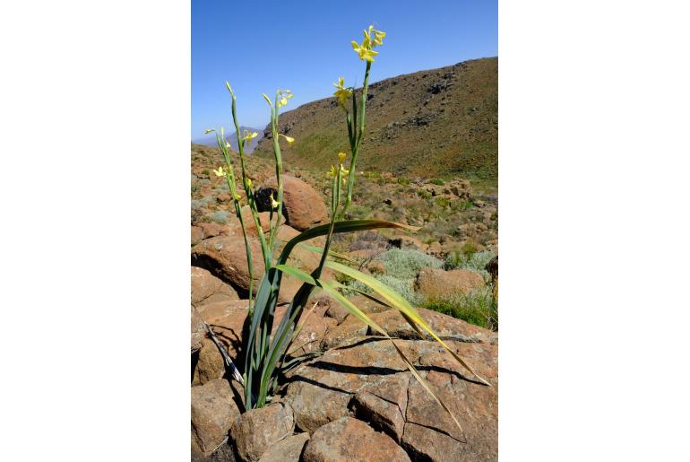 Moraea reflexa 19995
