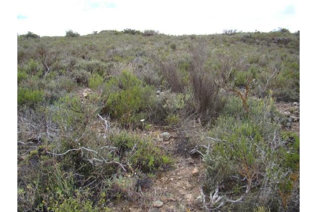 Uitstralende moraea