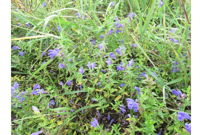 Scutellaria scordiifolia&nbsp;19998