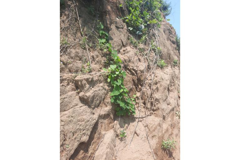 Botryodiscia tetrandra&nbsp;20007