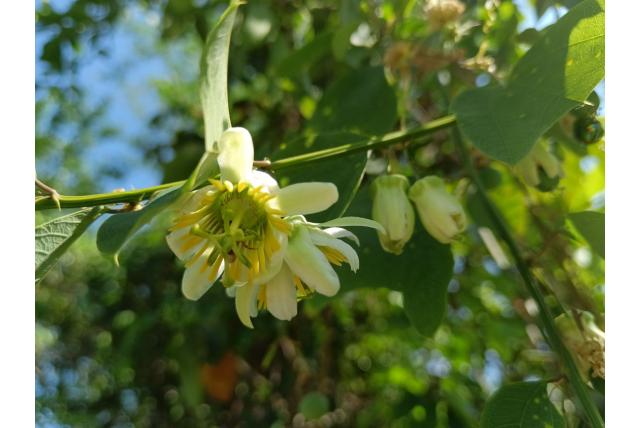 Twee bloemige passiebloem