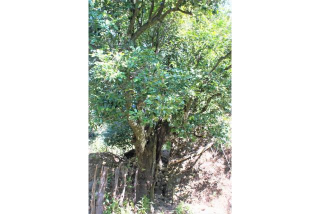 Zwarte zapote