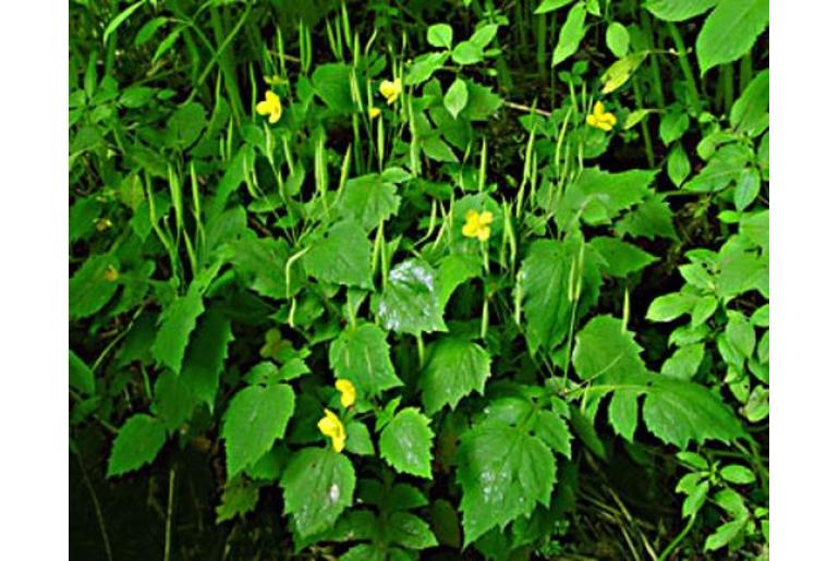 Stylophorum lasiocarpum -20025