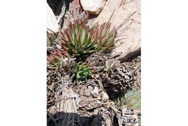 Poederige haworthia Poederige haworthia