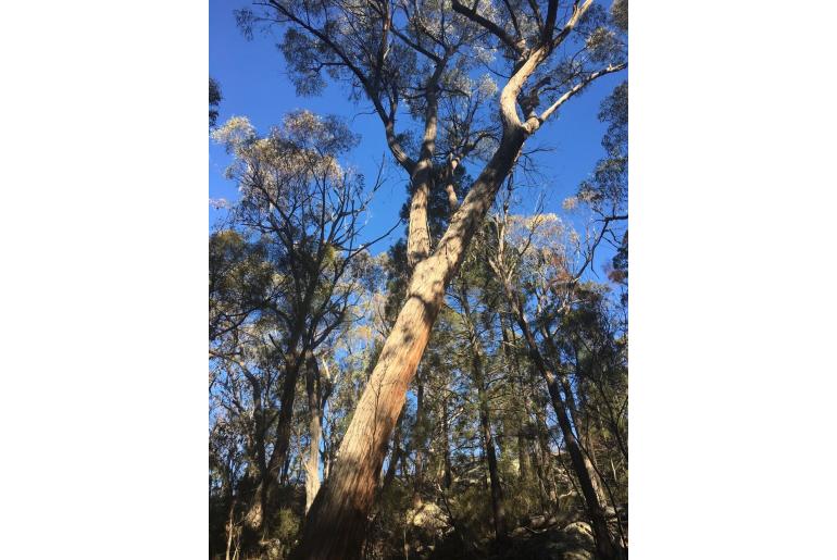 Eucalyptus caliginosa 20039