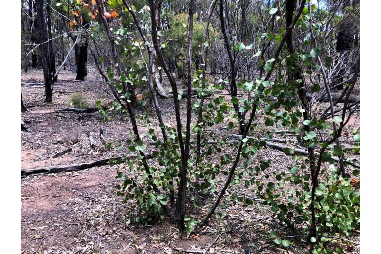Eucalyptus infera 20040